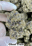 Low-res preview