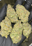 Low-res preview