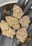 Low-res preview