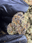 Low-res preview
