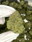 Low-res preview