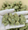 Low-res preview