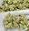 Low-res preview