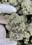 Low-res preview