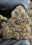 Low-res preview